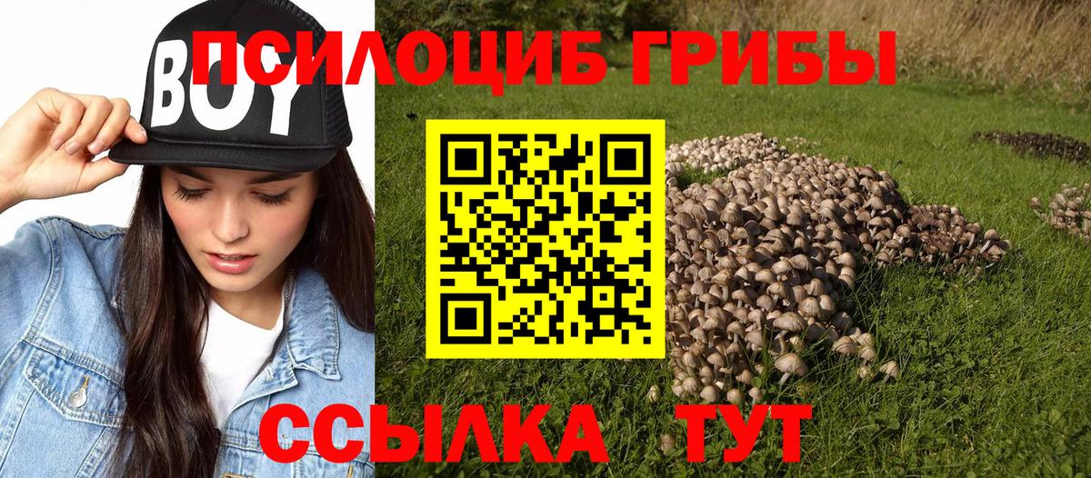 Псилоцибиновые грибы Psilocybine cubensis  магазин продажи   Советск  Вход с VPN  Псилоцибиновые грибы мицелий 
